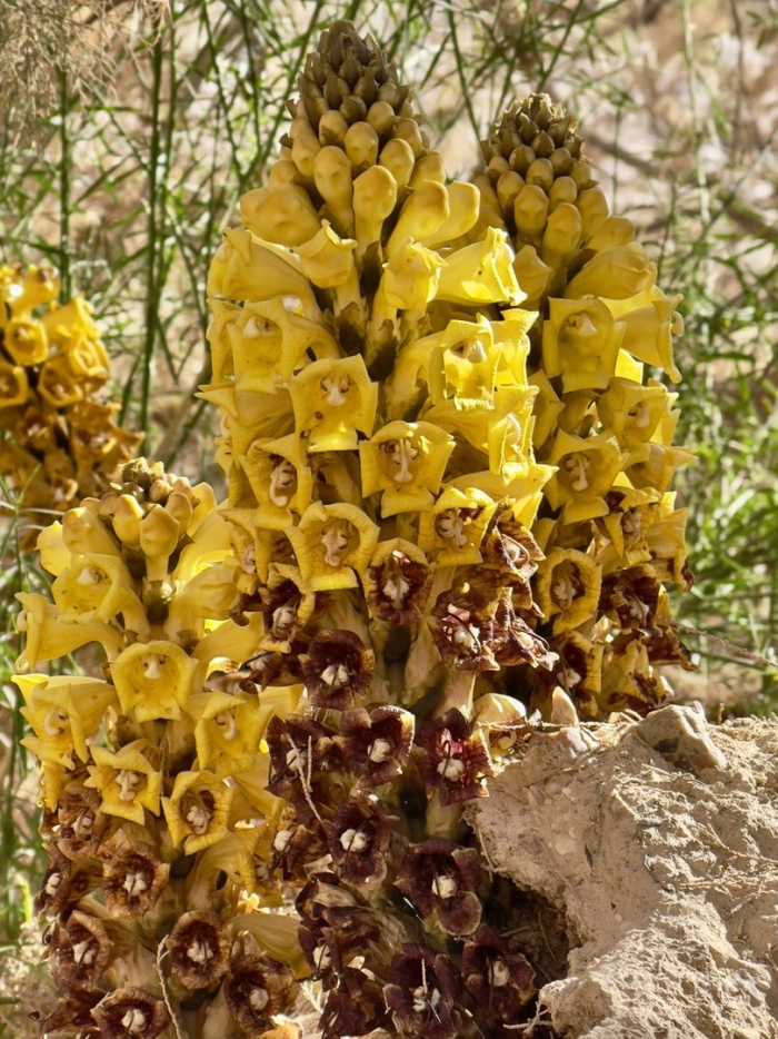 Заразиха цистанхе