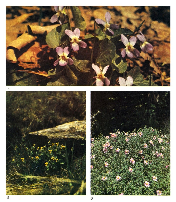 Фиалка душистая