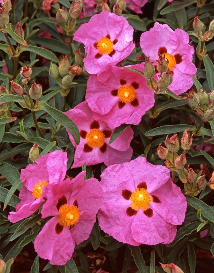 Cistus purpureus