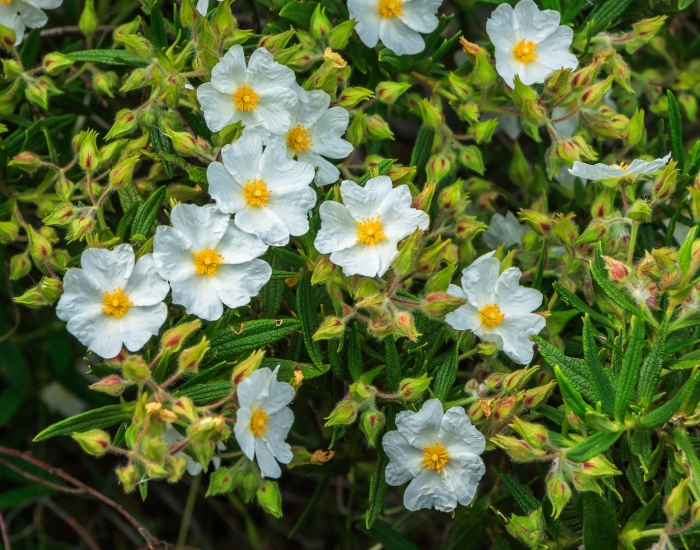 Cistus monspeliensis leaves