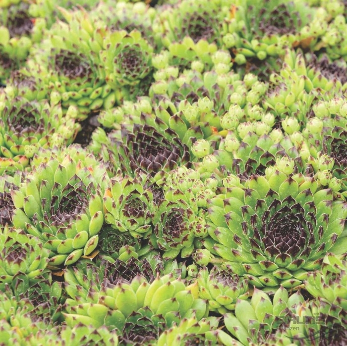 Молодило sempervivum reinhard