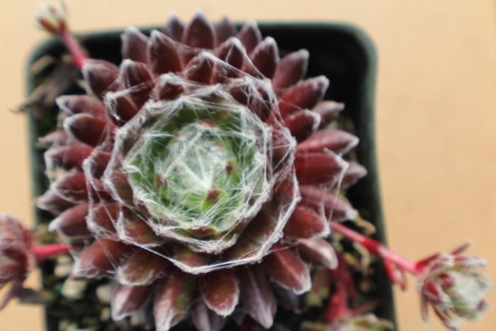 Sempervivum tectorum
