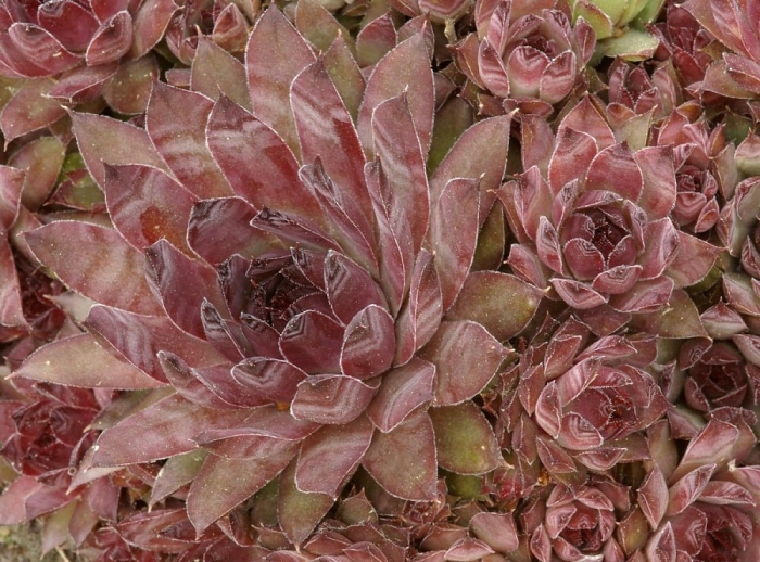 Молодило паутинистое cameleon