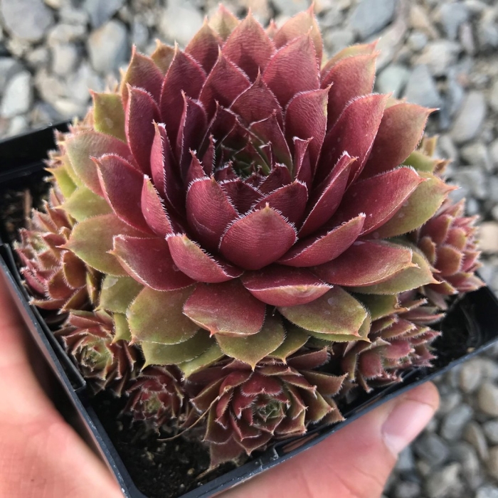 Молодило sempervivum silberkarneol