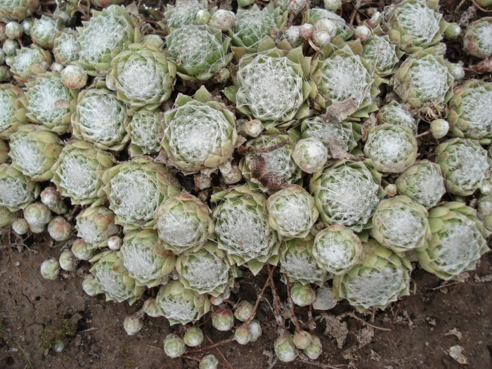 Sempervivum arachnoideum