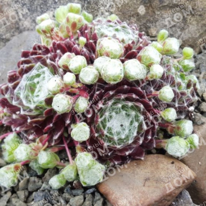 Sempervivum calcareum