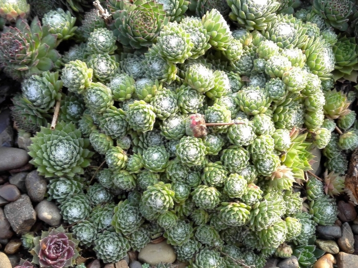 Молодило паутинистое sempervivum arachnoideum