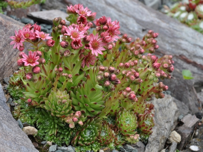 Sempervivum hybridum montanum