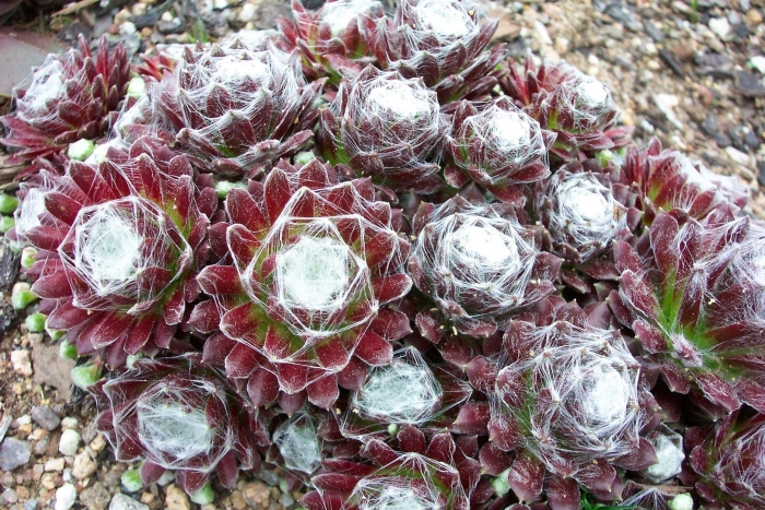 Молодило sempervivum