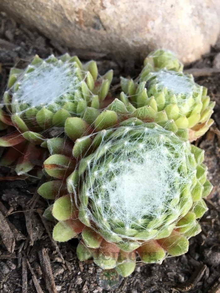 Молодило паутинное