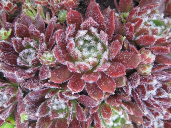 Молодило реснитчатое