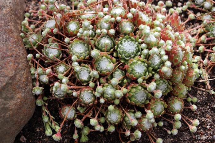 Молодило арахноидеум рубрум