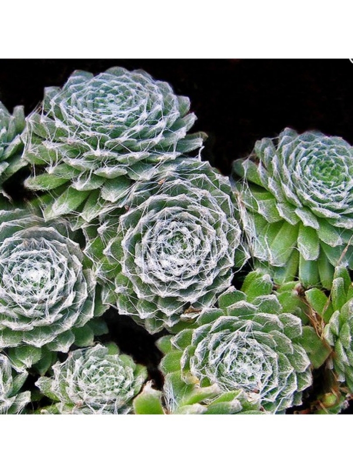 Суккуленты молодило семпервивум