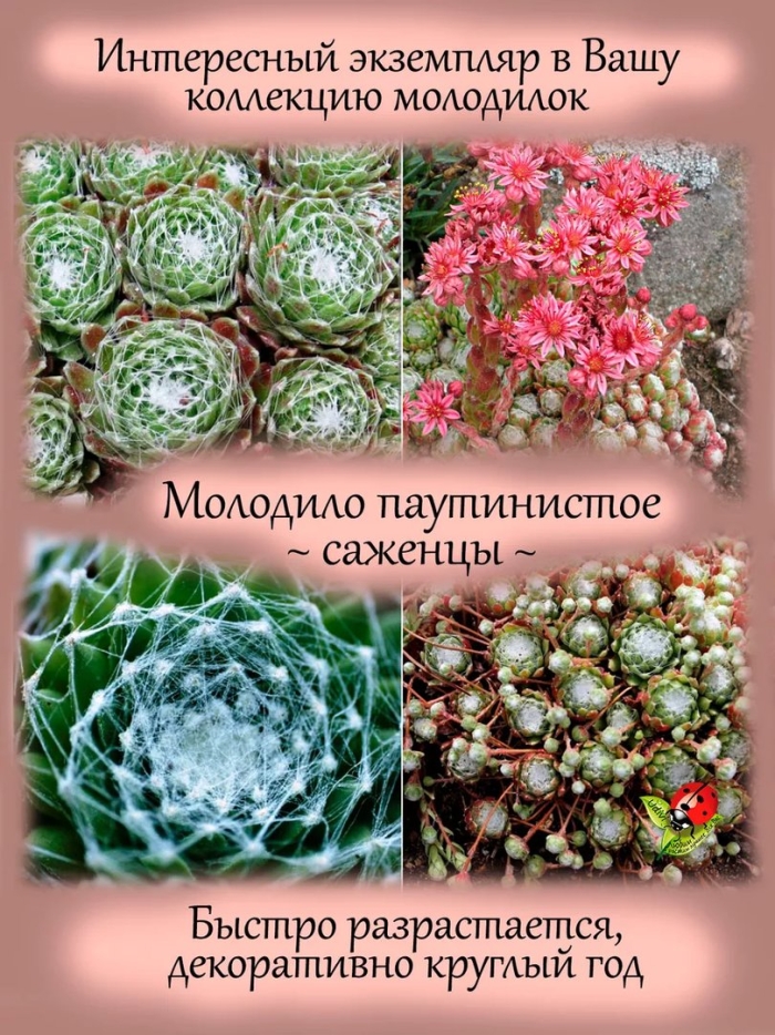 Молодило шароносное