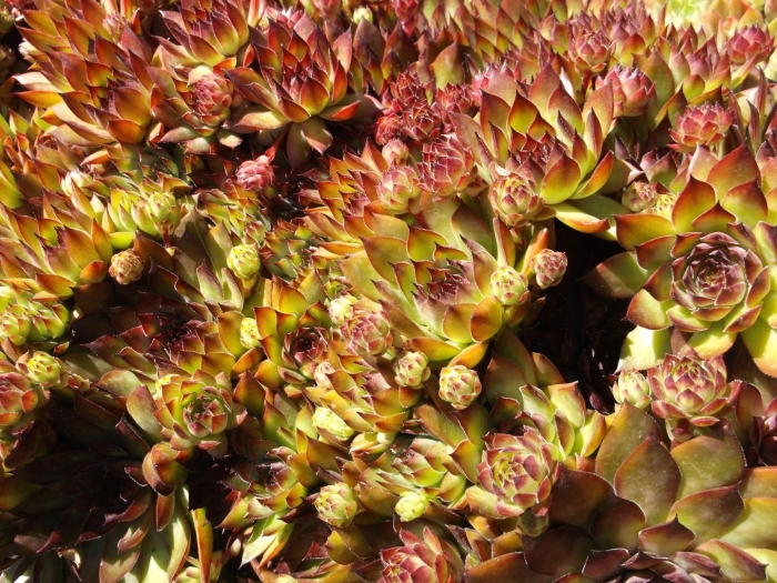 Молодило паутинистое рубин