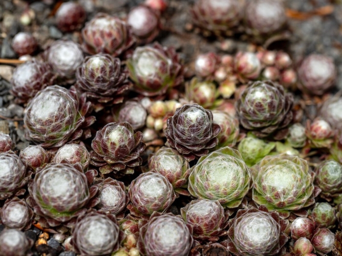 Молодило — sempervivum soboliferum