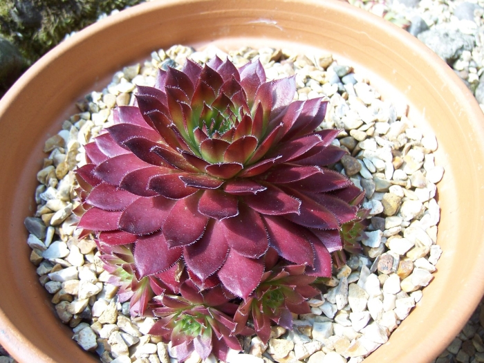 Молодило sempervivum 'othello'