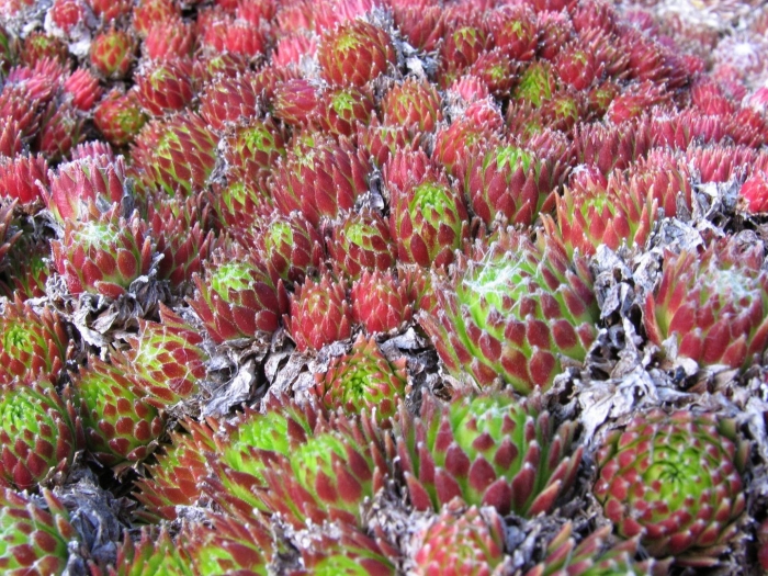 Альпийская живучка sempervivum