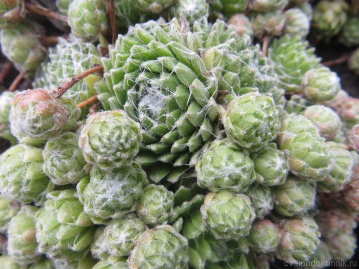 Молодило паутинистое sempervivum arachnoideum