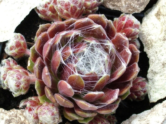 Молодило паутинистое rubin