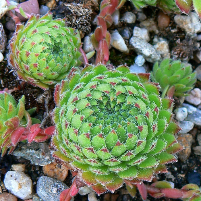 Sempervivum ruthenicum