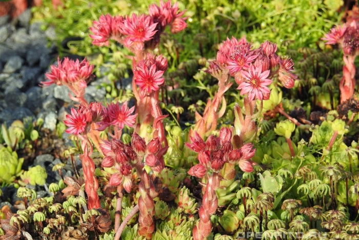 Камнеломка каменная роза