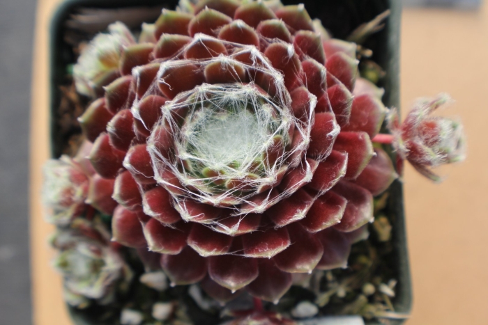 Молодило паутинистое sempervivum arachnoideum