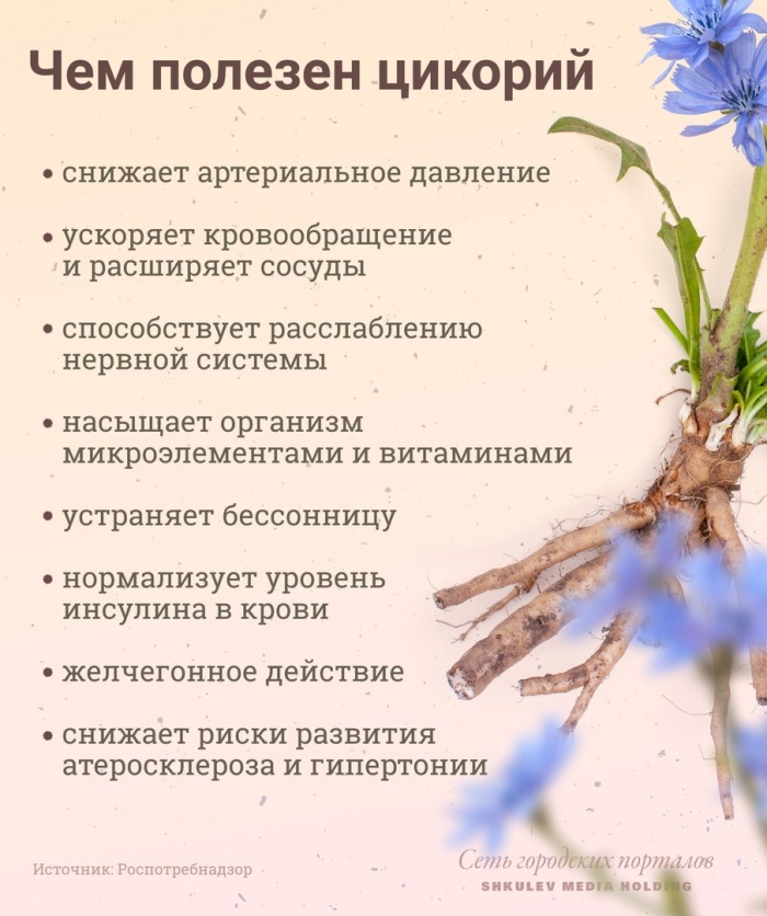 Цикорий обыкновенный