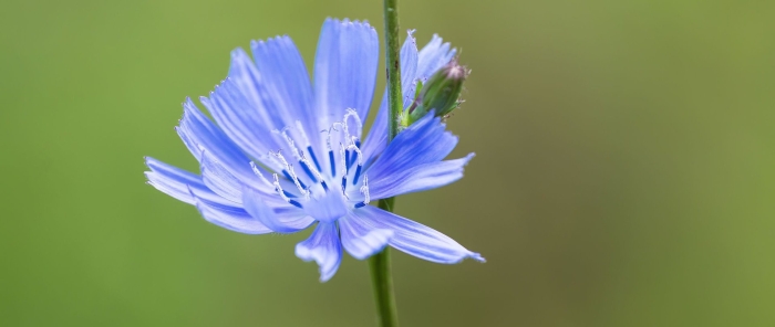 Цикорий растение