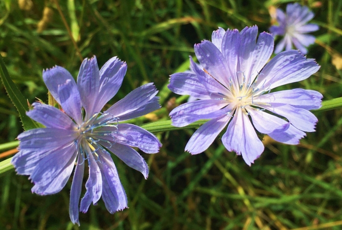 Цикорий растение василек