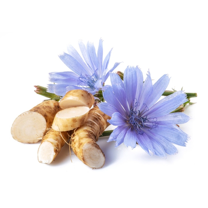 Цикорий альвера