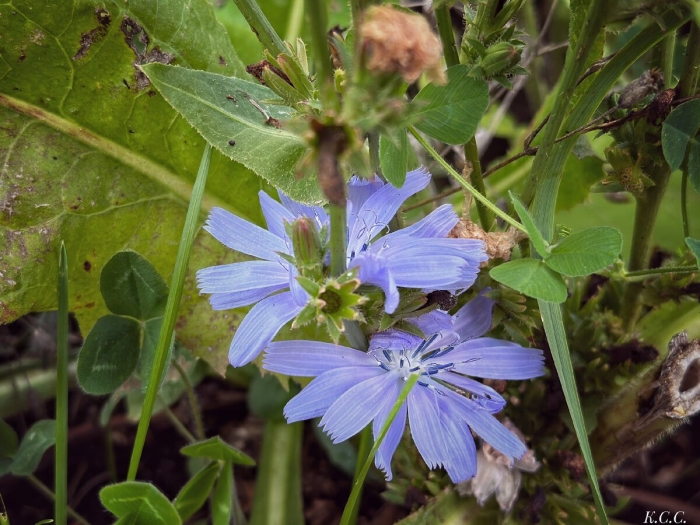 Цикорий обыкновенный сорные