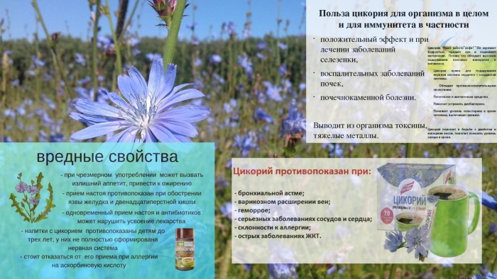 Цикорий полевой