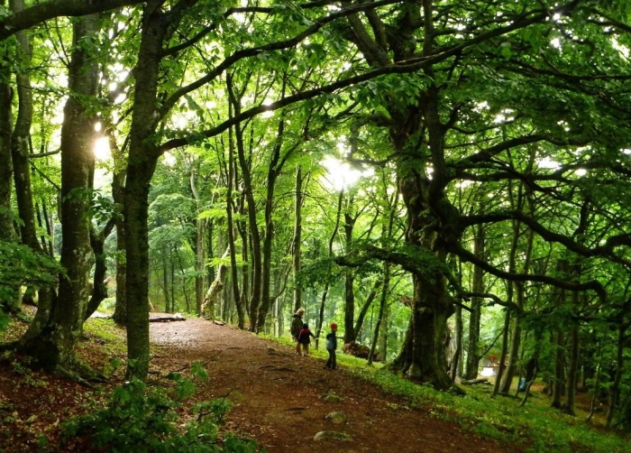 Буковый лес в крыму