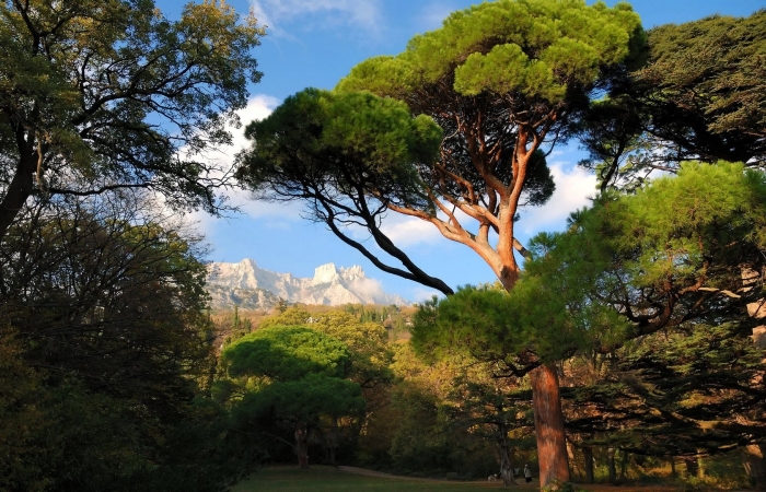 Воронцовский парк сосна пиния