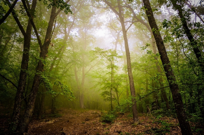 Лес в тумане