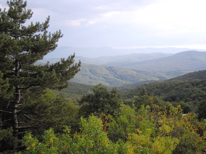 Старый крым лес