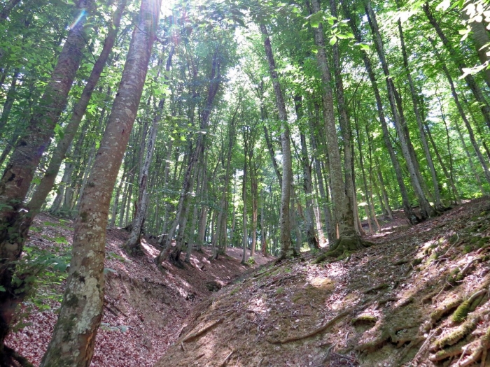 Девственные буковые леса карпат