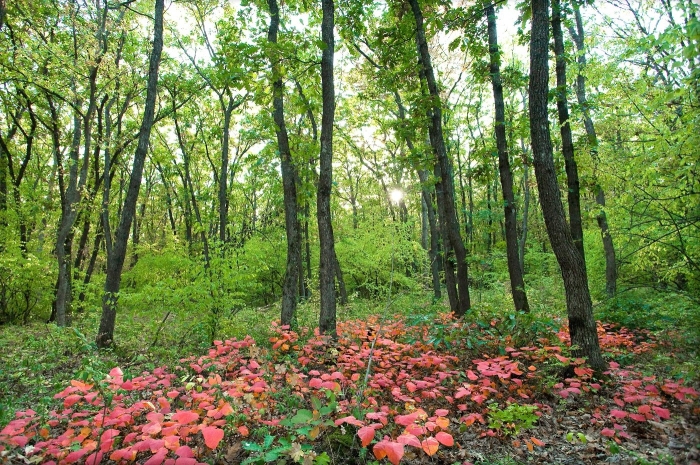 Агармышский лес