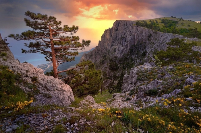 Ай петри сосны