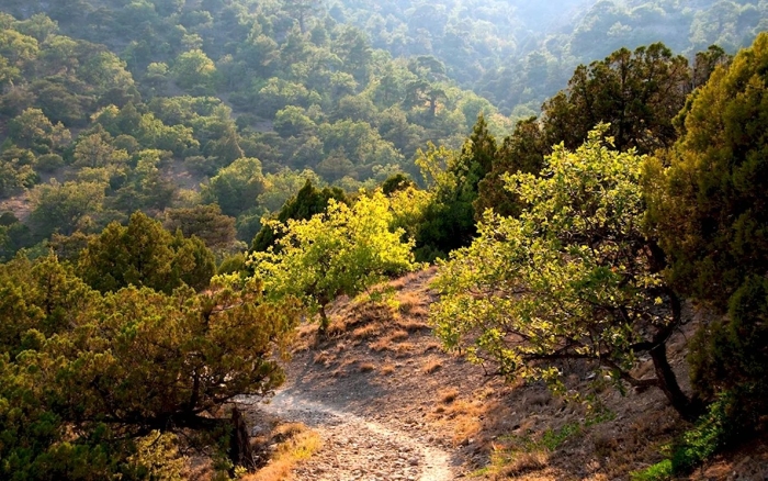 Дубово можжевеловые леса гор крыма