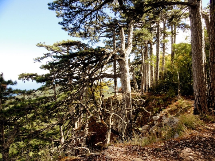 Крымский лес район