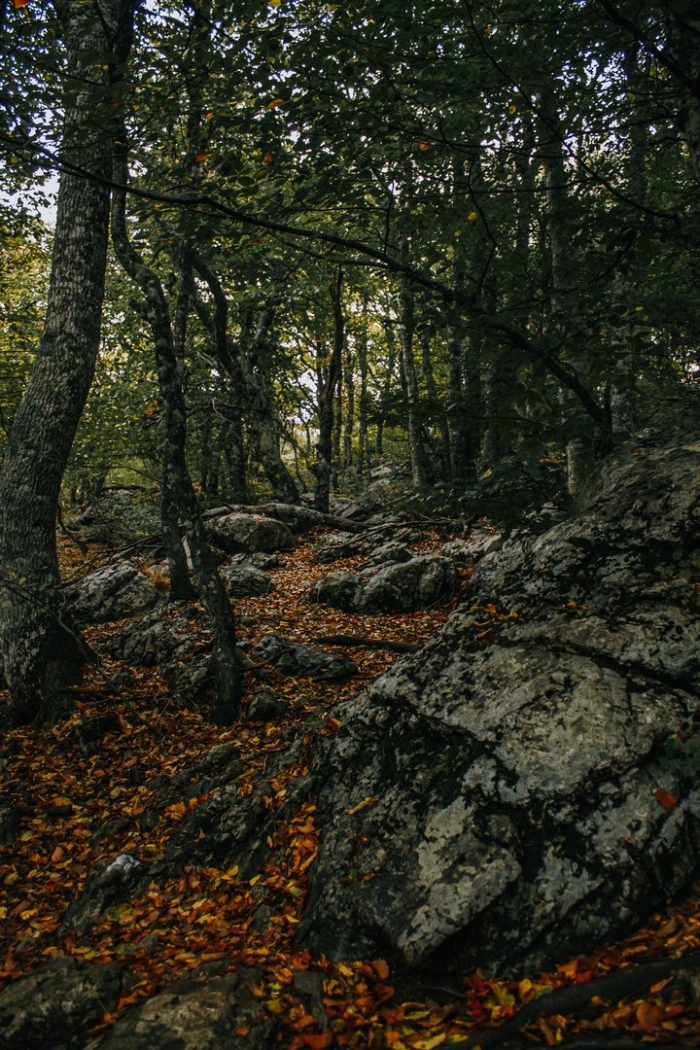 Крымский лес