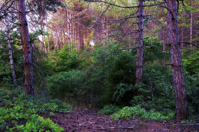 Агармышский лес в крыму