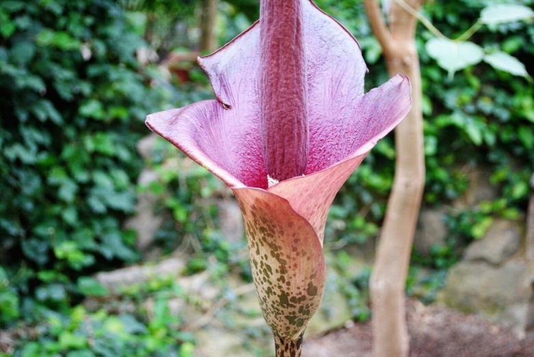 Змеиная пальма аморфофаллус