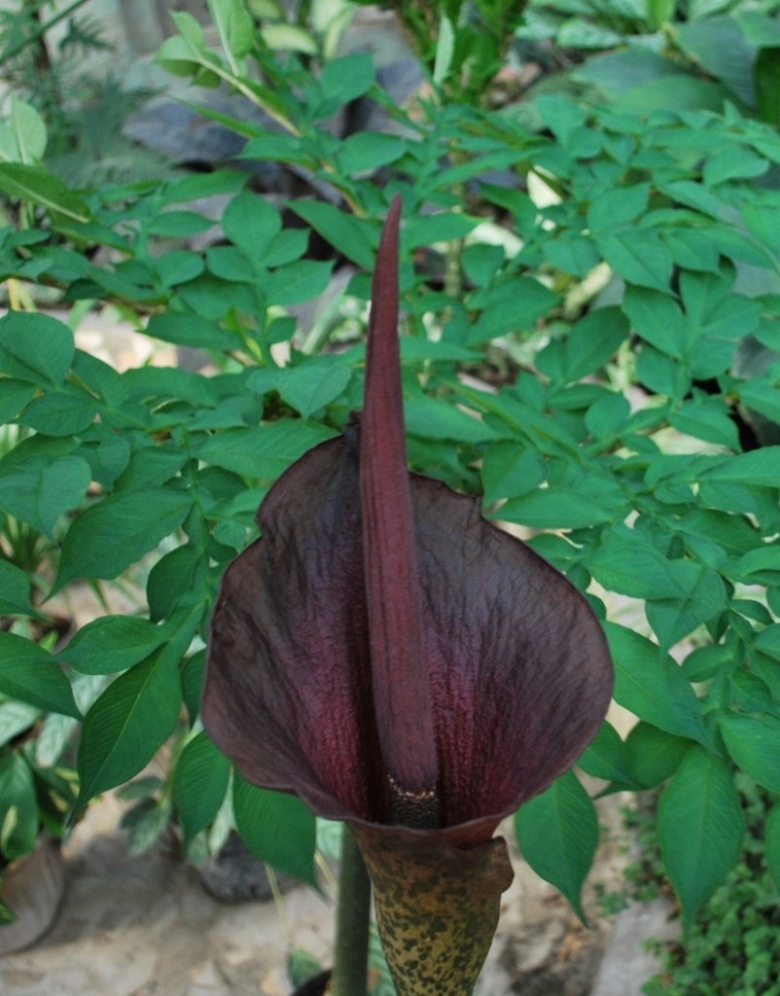 Луковичная Пальма Аморфофаллус