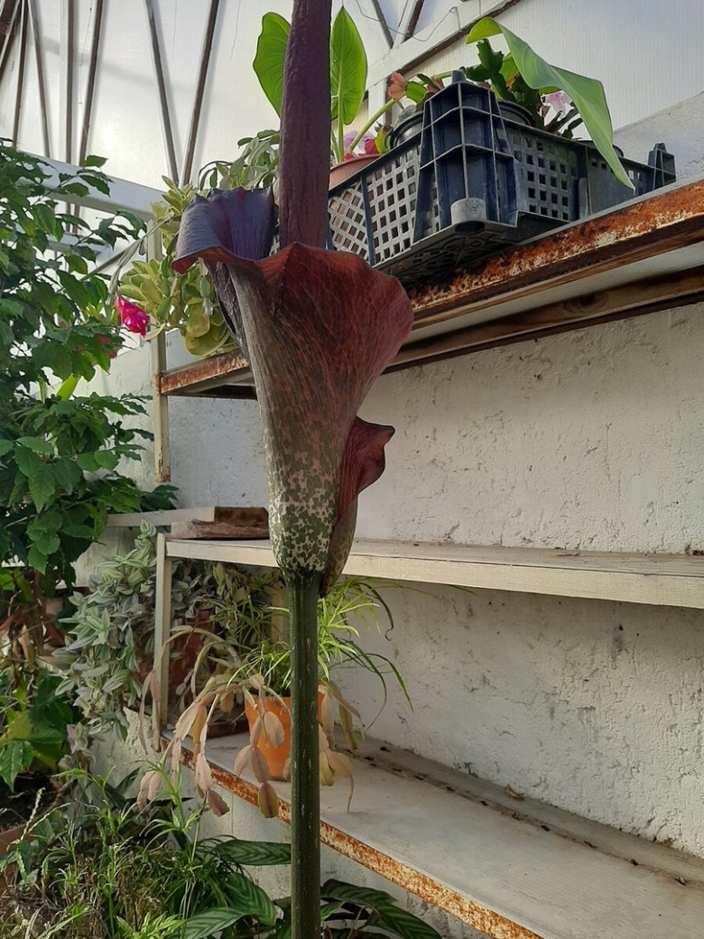Аморфофаллус конжак