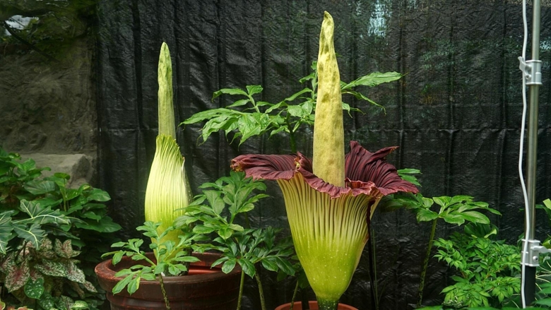 Аморфофаллус цветок комнатный