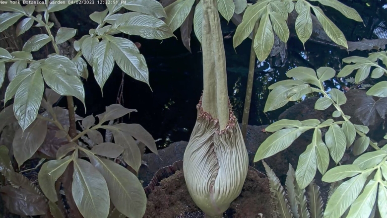 Филодендрон джоэппи