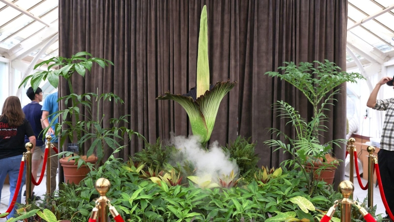 Corpse flower